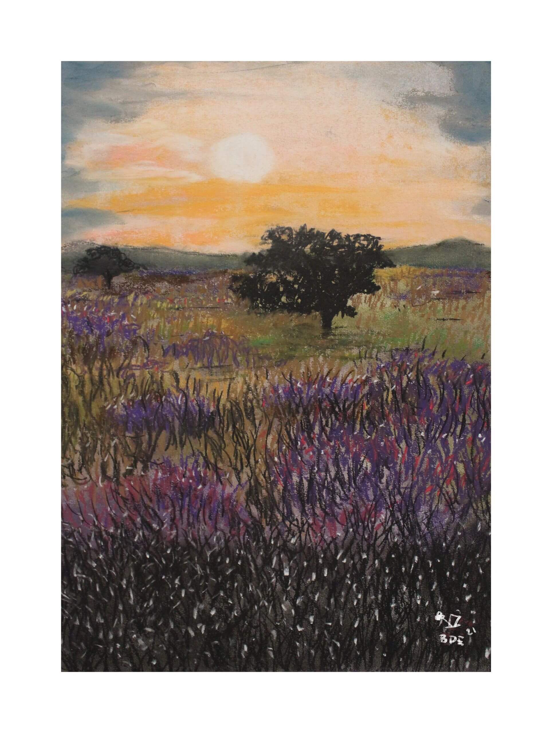 lavenderfield